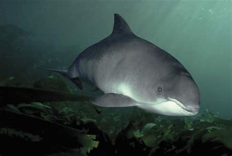 Spectacled Porpoise | Animal Database | Fandom