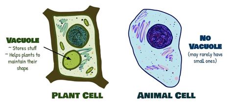 Vacuole In Animal Cell