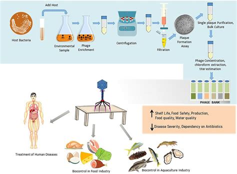 Frontiers | Tracking the phage trends: A comprehensive review of applications in therapy and ...