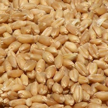 PURE SEEDS Wheat Seeds, For 9 Month, Pack Size: 40 Kg at Rs 2300/quintal in Bulandshahr