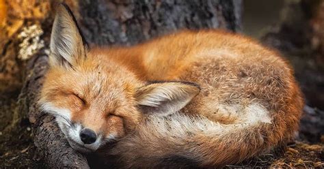 Fotógrafo captura encantadoras fotos de animales del bosque en Finlandia