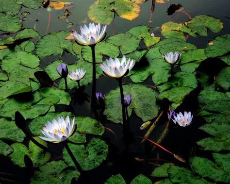 Water Lilies Free Stock Photo - Public Domain Pictures