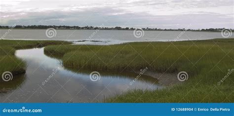 Marsh stock photo. Image of nature, marsh, bush, landscape - 12688904