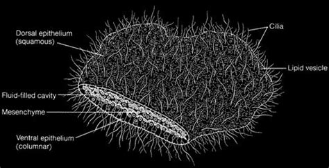 placozoa - Google Search | Squamous, How to introduce yourself, Fluid