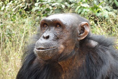 List of Saved Chimpanzees in Africa by Sanaga Yong Chimpanzee Rescue