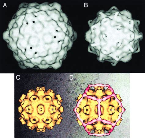 The role of the capsid-size-determining protein in the bacteriophage... | Download Scientific ...