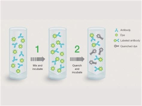 Antibody Labeling Method Eliminates Column Purification Step | American Laboratory