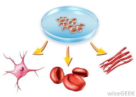 What is Cell Differentiation? (with pictures) | What is cell, Stem cell ...