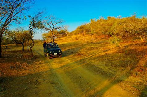 Sasan Gir forest park for spotting Asiatic Lion by Jeep safari and ...