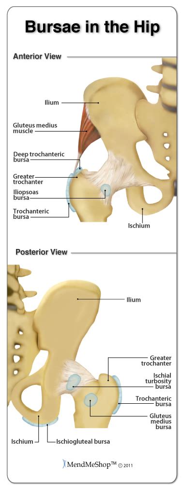 Hip Joint Overview