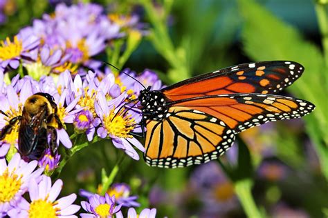 Birds Butterflies and Bees in the Garden, What you Need to Know