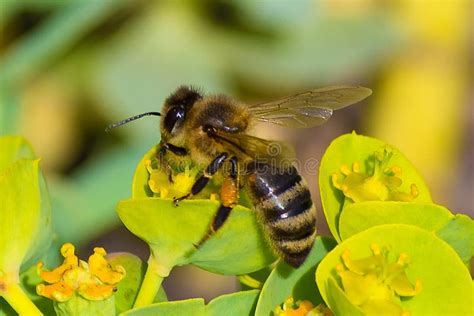 Honey Bee, Pollination Process Stock Image - Image of closeup, outdoor ...