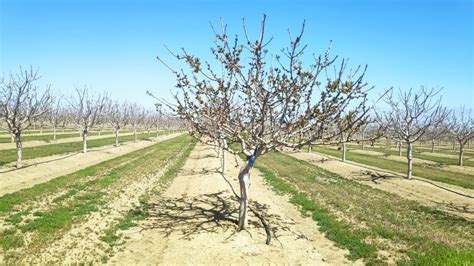 How winter cold affects pistachio pollination? - Edete pistachio ...