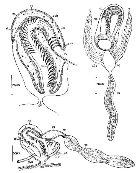 WoRMS - World Register of Marine Species