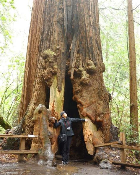 a person standing in front of a large tree