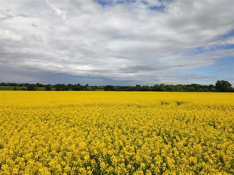 Rapeseed Canola Field - Free photo on Pixabay - Pixabay