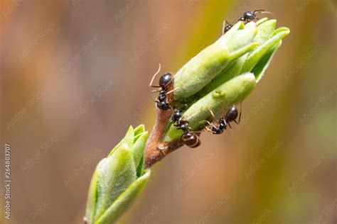 The symbiosis of ants and aphids. Ants herd aphids on young leaves of trees. Stock Photo | Adobe ...