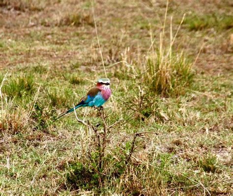 Maasai Mara Safari: Photo Gallery - Two For The World