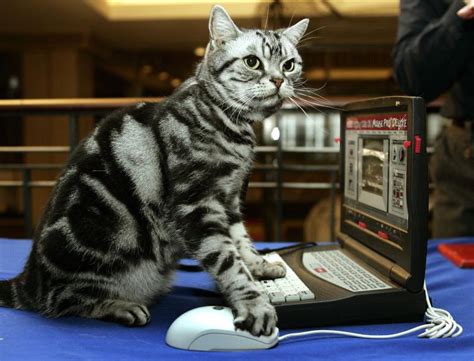 Google Builds a Brain that Can Search for Cat Videos | TIME.com