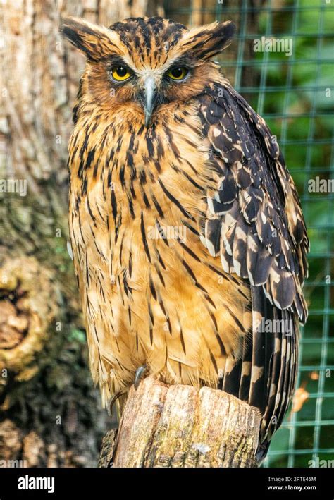 A stunning Buffy Fish Owl (Ketupa ketupu) captured in its native habitat of Thailand, showcasing ...