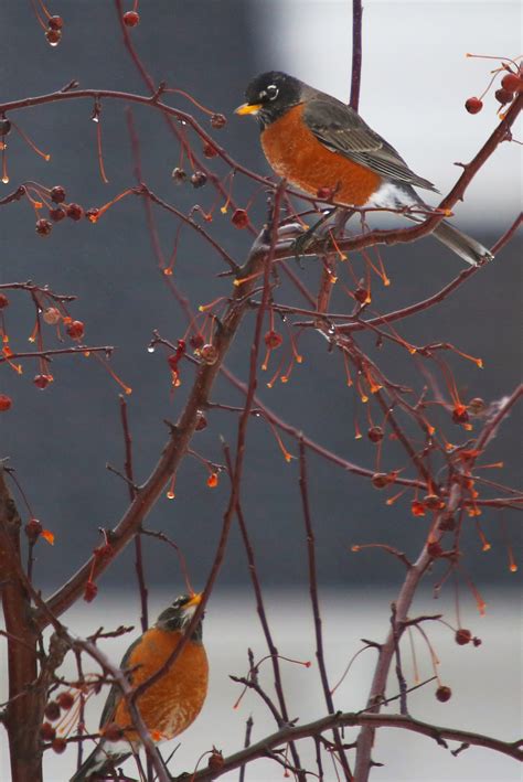 All of Nature: Spring Robins