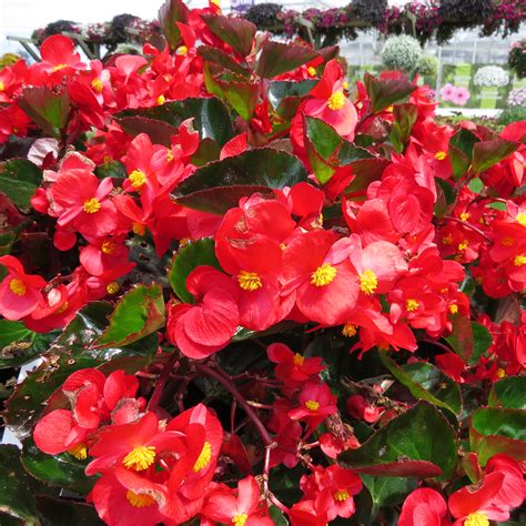 Begonia SUREFIRE® Red - Order Online