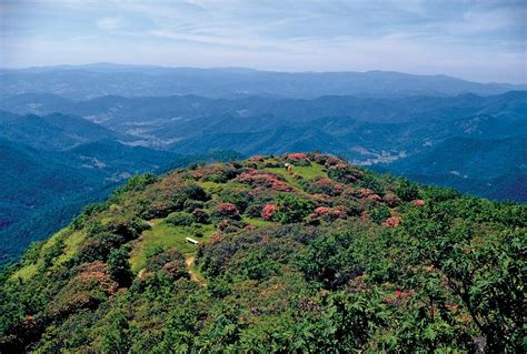 Appalachian Mountains - Flora, Fauna, Ecosystems | Britannica