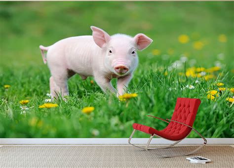 Young funny pig Wall Mural Wallpaper | Canvas Art Rocks