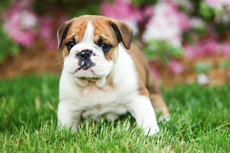 How To Breed Mini English Bulldog