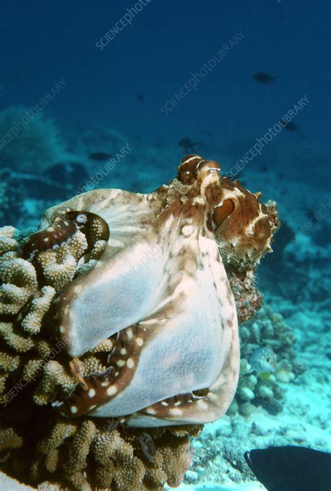 Octopus hunting - Stock Image - Z505/0117 - Science Photo Library