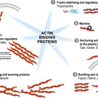 Overview of the main families of actin-binding proteins. Actin-binding ...