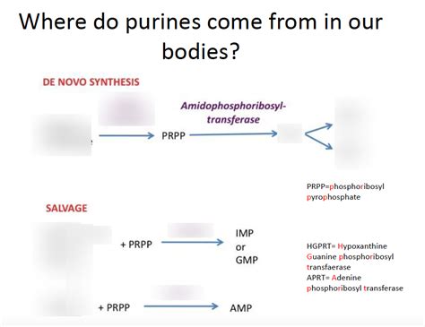 Purine synthesis and breakdown complete Diagram | Quizlet