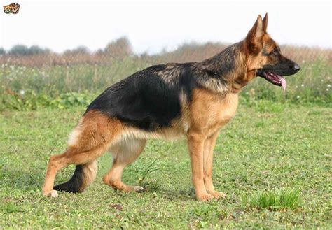 German Shepherd Health Problems