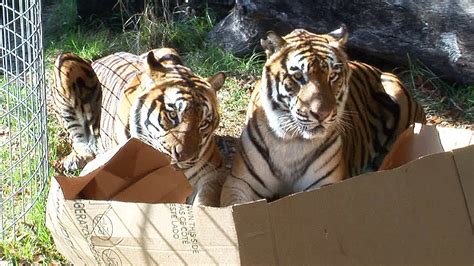 Big Cats Like Boxes Too