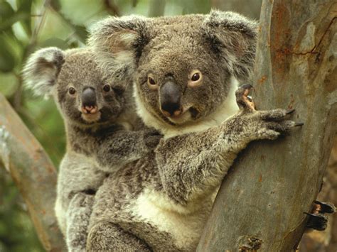 Koalas in Gunnedah | NSW Holidays & Accommodation, Things to Do, Attractions and Events