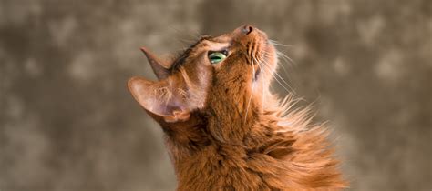 Somali Cat Personality: How Do Somali Cats Act? | Litter-Robot