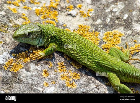 Green lizard, Lacerta viridis, is a species of lizard of the genus ...