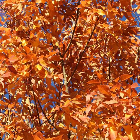 ORANGE LEAVES Gorgeous orange autumn leaves. Orange Leaf, Close Up ...