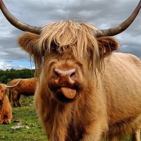 How Highland Cows Are Restoring Culloden Battlefield’s Historic Bog - Atlas Obscura