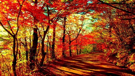 Download Enchanting fall forest with vibrant colors and sunlight ...