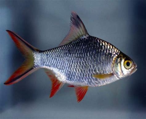 Red Tail Tinfoil Barb Large Size Tropical Fish | Arizona Aquatic Gardens