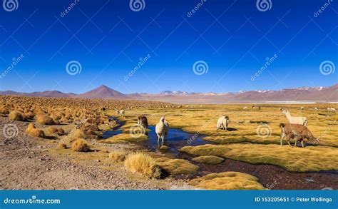 Lama Standing in a Beautiful South American Altiplano Landscape Stock Image - Image of andean ...