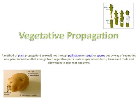 PPT - Vegetative Propagation PowerPoint Presentation, free download - ID:2034286