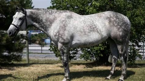 Dapple grey quarter horse | Quarter horse stallion, Horses, Quarter horse