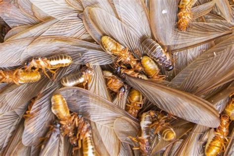 Information You Should Know About Flying Termites | SmoothQuotes.com