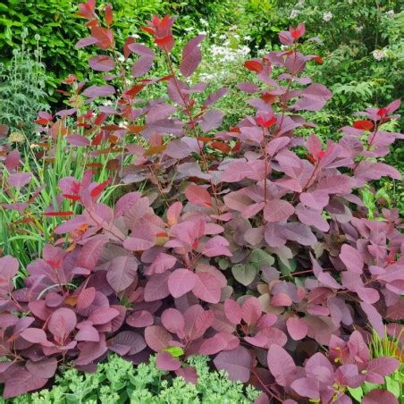 Cotinus coggygria 'Royal Purple' (Smokebush)