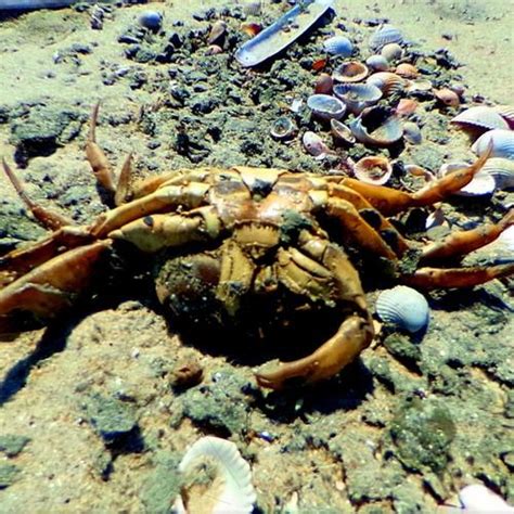 Dead crab on the beach in List, Germany (Google Maps)