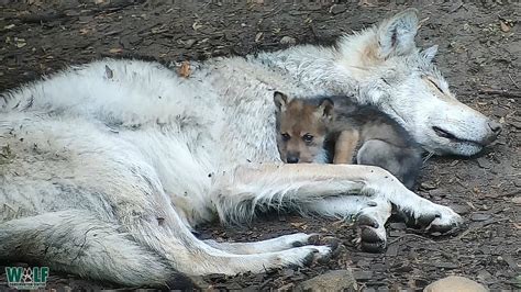 Endangered Wolf Pup Cuddles with Big Sister - YouTube