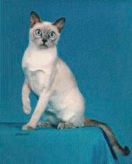 The Tonkinese: Cat Breed FAQ – Cat Fanciers