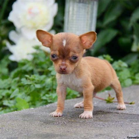 Chiweenie Puppies For Sale | Georgia Dome Drive, Atlanta, GA #199260